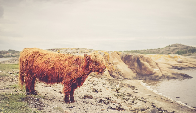 无毒无害健康的ddos在线攻击工具